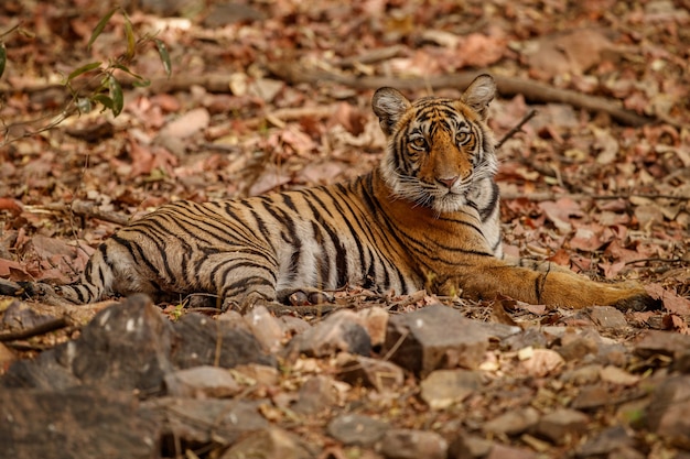 Geweldige Bengaalse tijger in de natuur