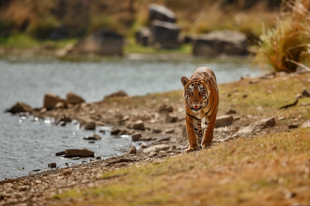 Geweldige Bengaalse tijger in de natuur