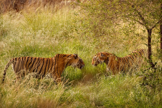 Geweldige Bengaalse tijgers in de natuur