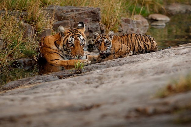 Foto geweldige bengaalse tijgers in de natuur