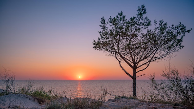 Geweldige eenzame boom die tijdens zonsondergang uit het zandstrand groeit Kleurrijk landschap op zee met jonge dennen