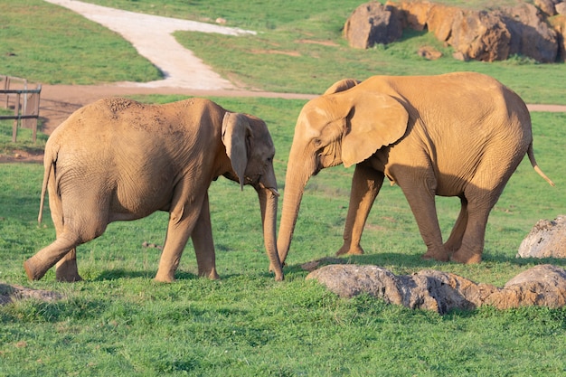 Geweldige familie van olifanten. Mama, papa en de zoon