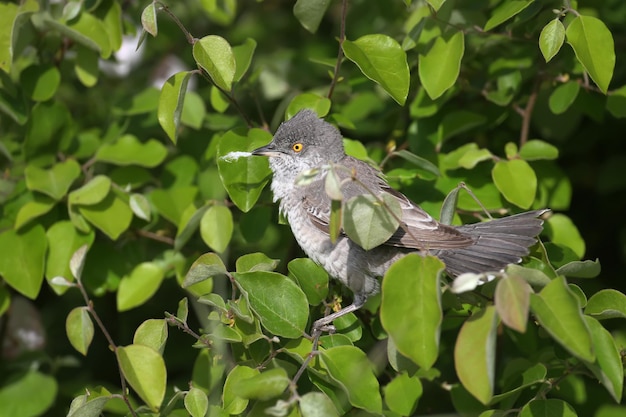 Foto geweldige gestreepte zanger curruca nisoria