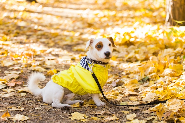 Geweldige jack russell Terriër in bladeren in de herfst. Huisdier en hond concept.