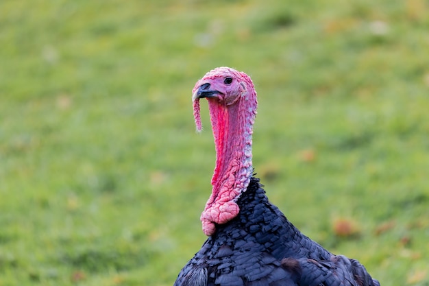 Geweldige kalkoen voor thanksgiving