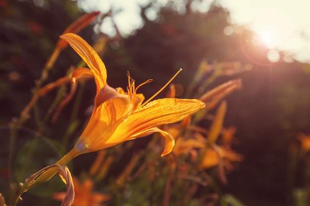 Geweldige kleurrijke bloem