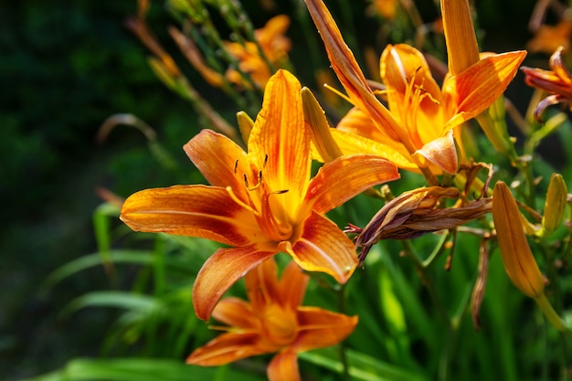 Geweldige kleurrijke bloem