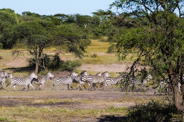 Geweldige migratie in Serengeti. Afrika