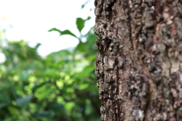 geweldige natuur groene boom achtergrond