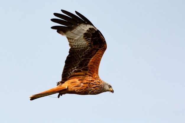 Geweldige roofvogel tijdens de vlucht