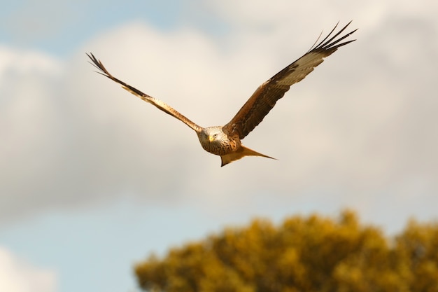 Geweldige roofvogel tijdens de vlucht