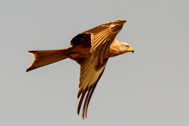 Geweldige roofvogel tijdens de vlucht