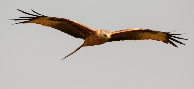 Geweldige roofvogel tijdens de vlucht