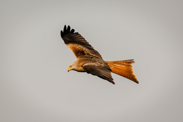 Geweldige roofvogel tijdens de vlucht