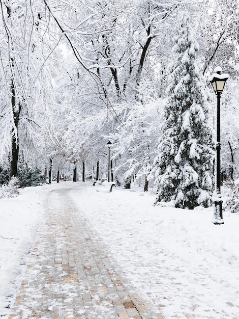 Geweldige sprookjesachtige winter stadspark bedekt met sneeuw Kerst seizoensgebonden achtergrond Mariinsky park in Kiev, Oekraïne