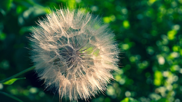 Geweldige taraxacum officinale