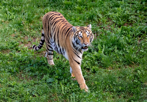 Geweldige tijger