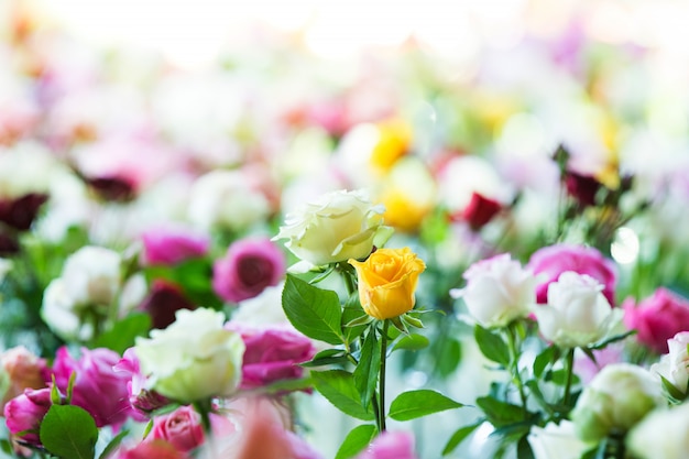 geweldige veelkleurige rozen, bloemen in de tuin