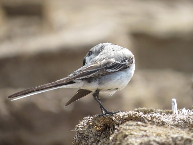 Geweldige vogels en dieren in het wild