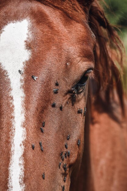 Foto gewervelde dieren