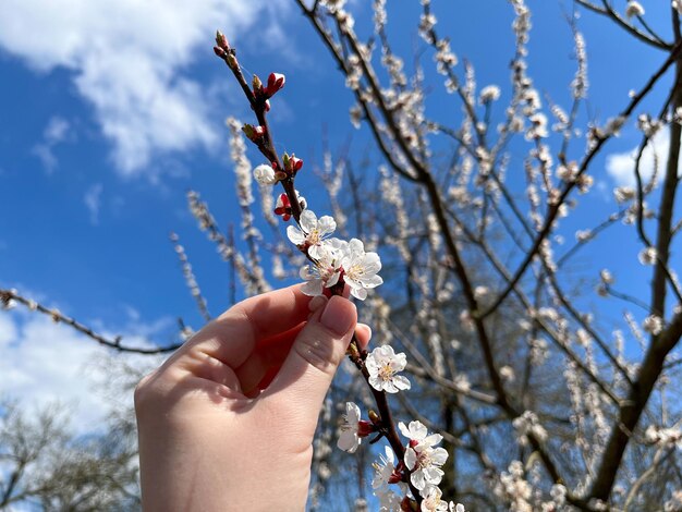 Gewone abrikoos Latijnse Prunus armeniaca