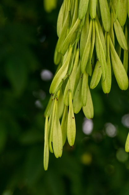 Gewone aszaden op een groene achtergrond op een zomerdag macrofotografie