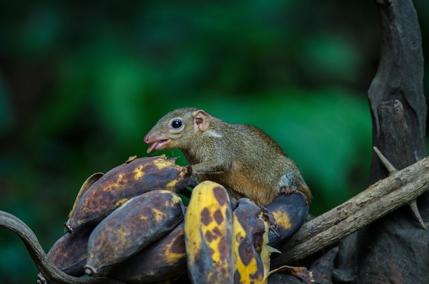 Gewone boomschroef of zuidelijke boomschroef (tupaia glis)