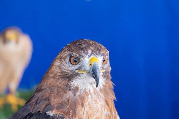 Gewone buizerd of roofvogel roofvogel Buteo buteo