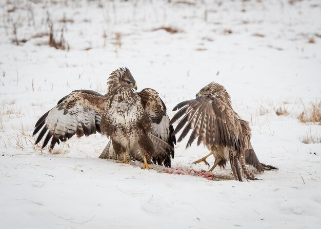 Gewone buizerd