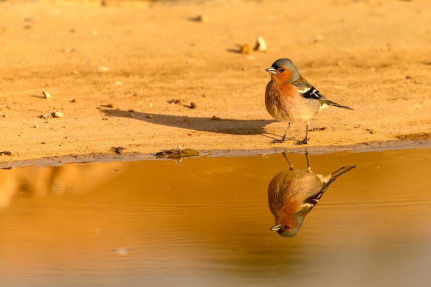 gewone chaffinch of Fringilla coelebs passerine vogel van de familie Fringillidae