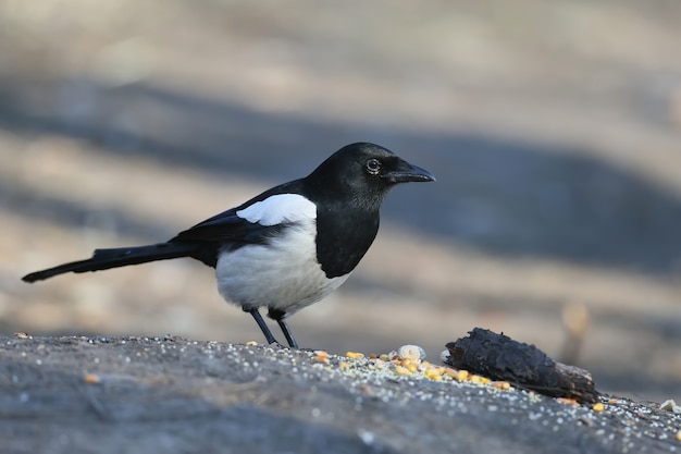 Gewone ekster gefotografeerd op de grond close-up