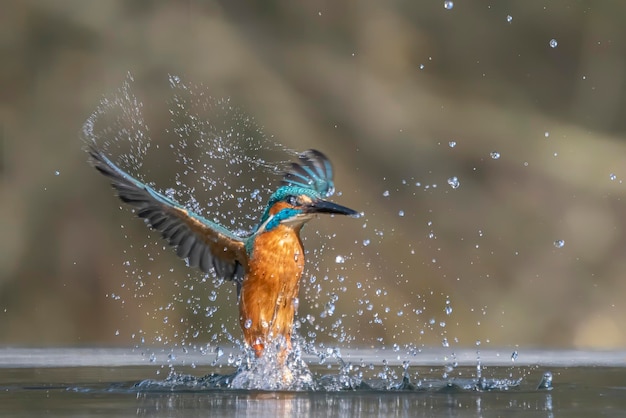 Foto gewone europese ijsvogel (alcedo atthis) die uit het water komt met gevangen visprooi in bek