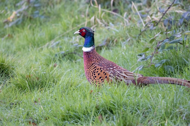 Gewone fazant (Phasianus colchicus) die over een veld loopt in East Grinstead