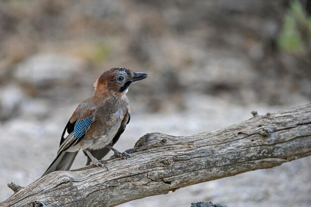 Gewone gaai of garrulus glandarius passerine van de familie corvid