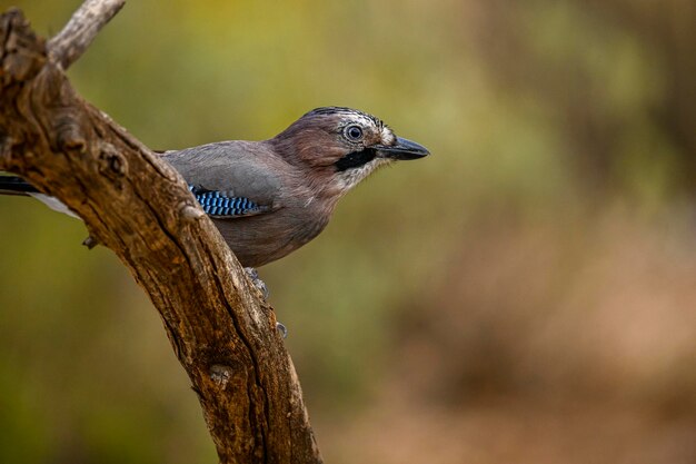 Gewone gaai of garrulus glandarius zat op een tak