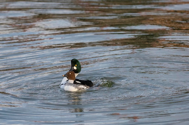 gewone goldeneye of goldeneye (Bucephala clangula) Stockholm, Zweden