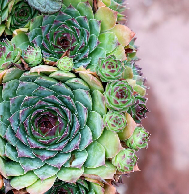 Gewone houseleek Sempervivum