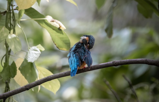 Gewone ijsvogel op de takboom