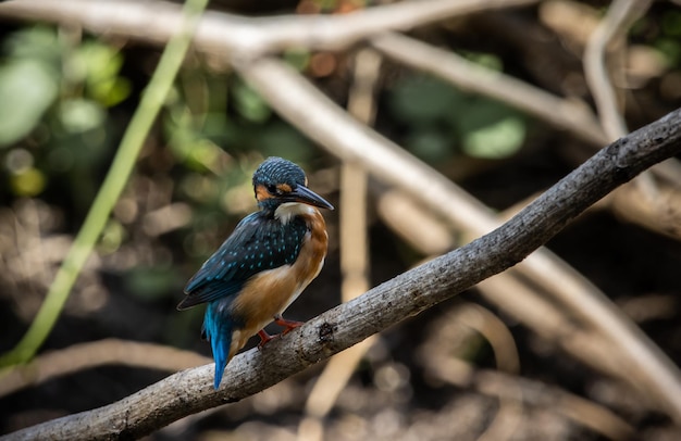 Gewone ijsvogel op de takboom