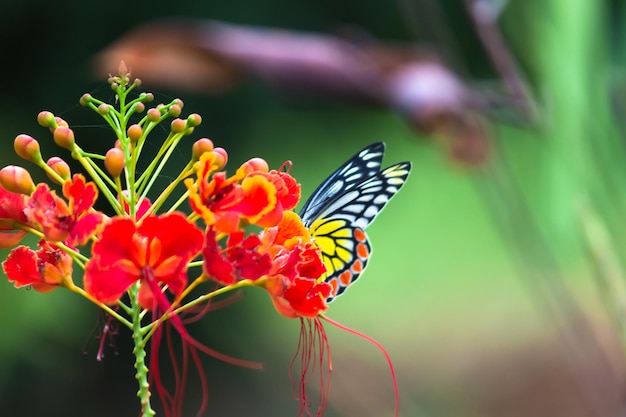 Gewone Izebel-vlinder Delias eucharis die tijdens de lente op koninklijke poinciana-bloemen rust