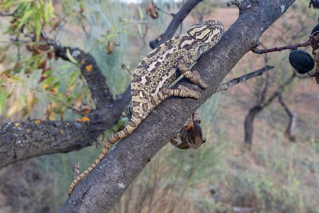 Gewone kameleon of mediterrane kameleon Chamaeleo chamaeleon Malaga Spanje