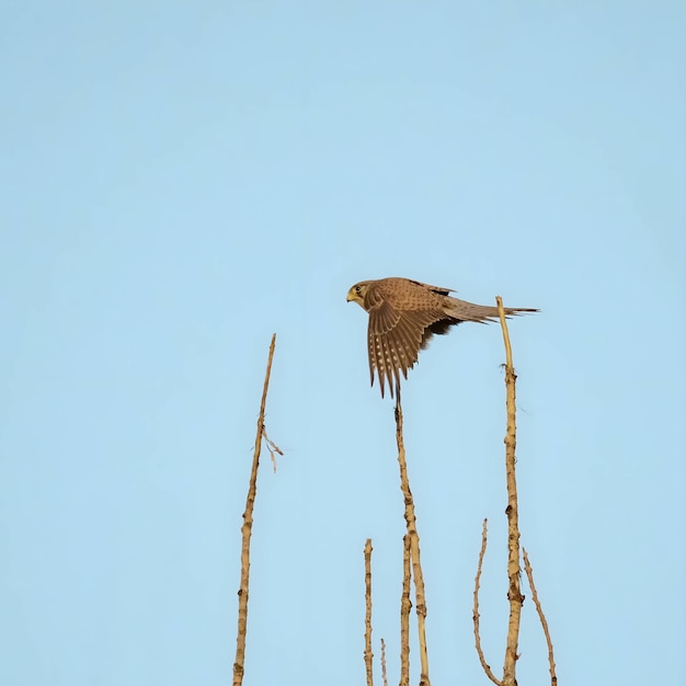 Gewone kestrel in vlucht tegen de lucht