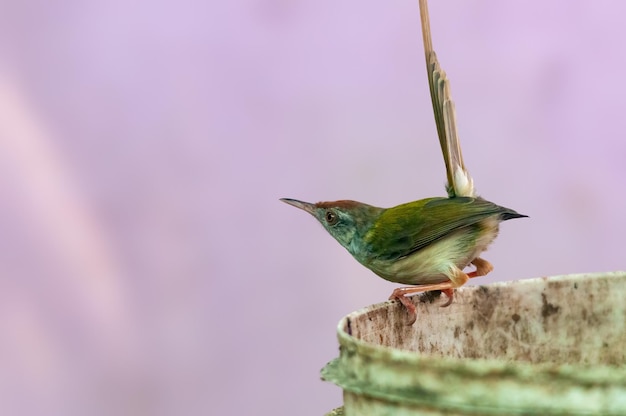 Foto gewone kleermaker zit op een emmer