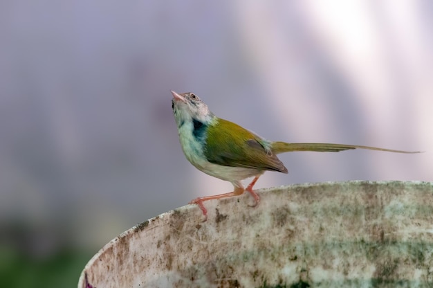 Foto gewone kleermaker zit op een emmer