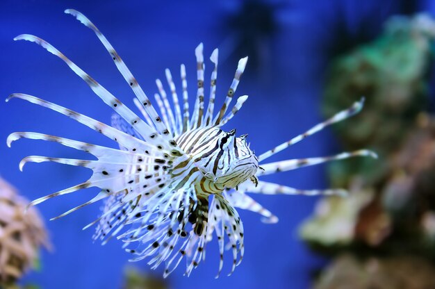 Gewone koraalduivel (Pterois volitans) die boven koraalriffen zwemt