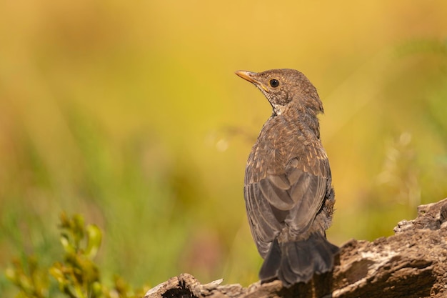 Gewone merel Turdus merula Malaga Spanje