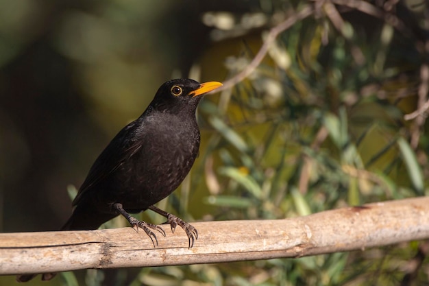 Gewone merel Turdus merula Malaga Spanje