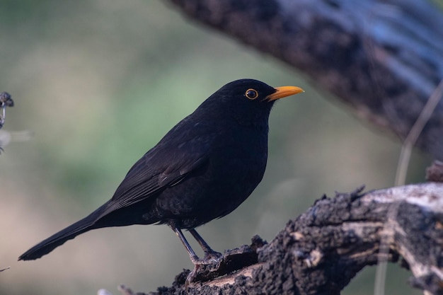 Gewone merel Turdus merula Malaga Spanje