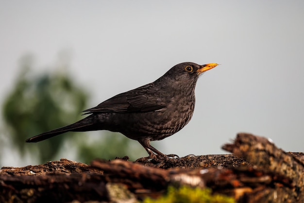 Gewone merel (Turdus merula).