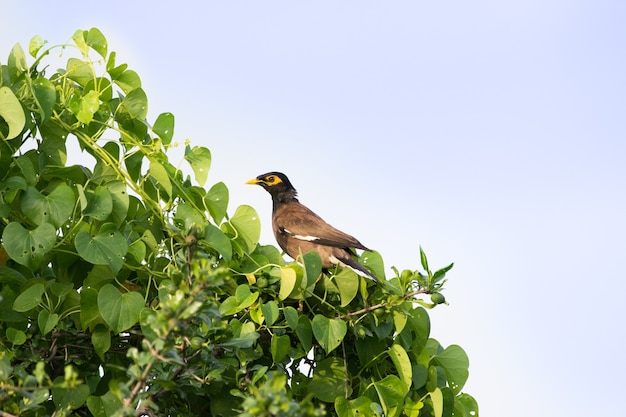 gewone myna acridotheres tristis of indian myna soms gespeld mynah bovenop de boom